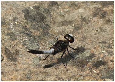 Leucorrhinia caudalis mâle