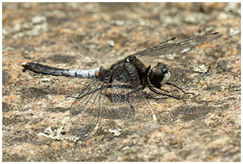 Leucorrhinia caudalis mâle