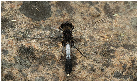 Leucorrhinia caudalis mâle