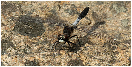 Leucorrhinia caudalis mâle