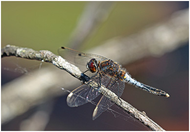 Leucorrhinia caudalis mâle