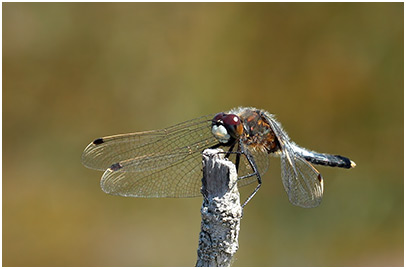 Leucorrhinia caudalis mâle