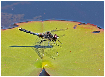 Leucorrhinia caudalis mâle