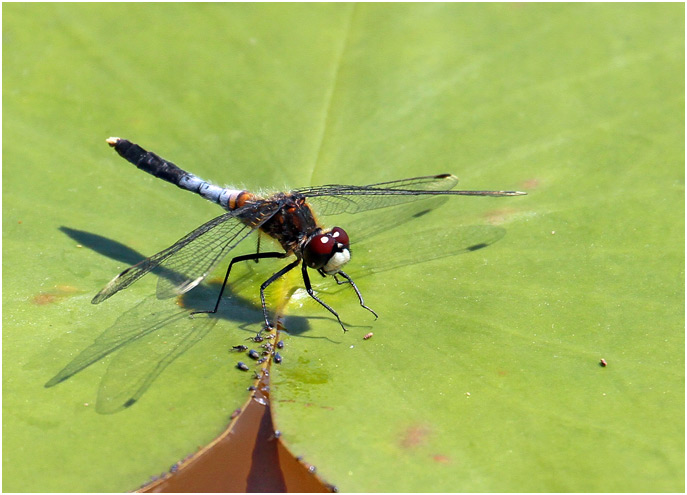 Leucorrhinia caudalis mâle