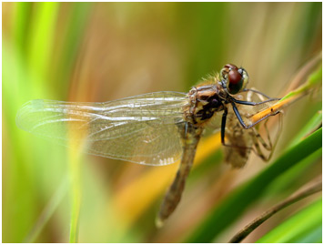 Leucorrhinia caudalis mâle émergent, Leucorrhine à large queue