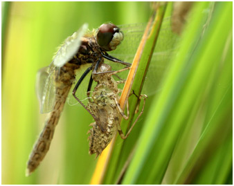 Leucorrhinia caudalis mâle émergent, Leucorrhine à large queue