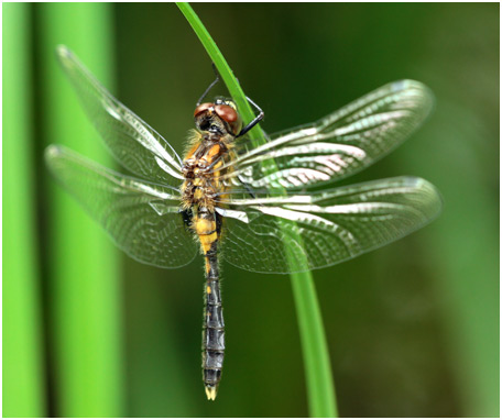 Leucorrhinia caudalis mâle émergent, Leucorrhine à large queue