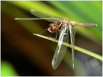 Leucorrhinia caudalis mâle émergent