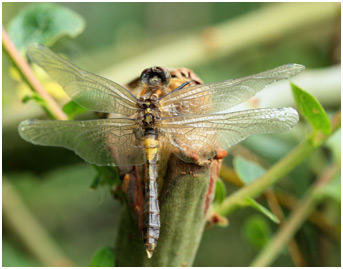 Leucorrhinia caudalis mâle émergent