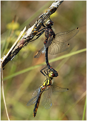 Accouplement Leucorrhinia dubia X Sympetrum danae