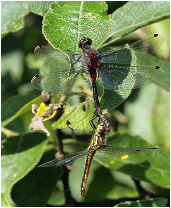 Accouplement Leucorrhinia dubia X Sympetrum danae