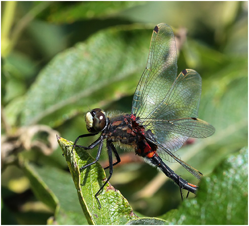 Leucorrhinia dubia mâle