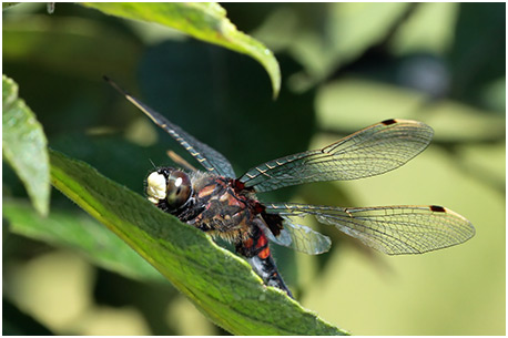 Leucorrhinia dubia mâle