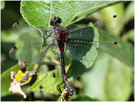 Leucorrhinia dubia mâle