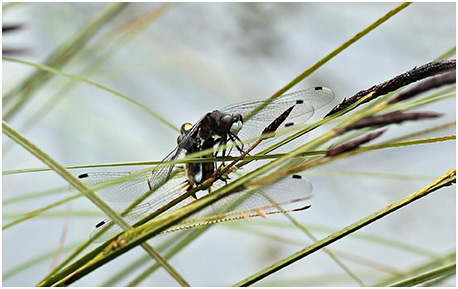 Leucorrhinia pectoralis accouplement