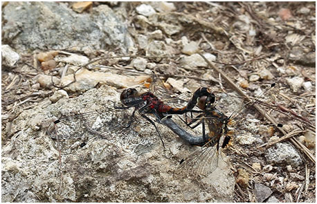 Leucorrhinia pectoralis accouplement