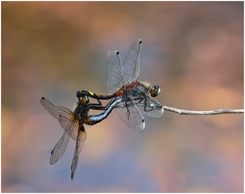 Leucorrhinia pectoralis accouplement 