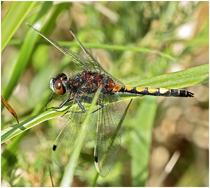 Leucorrhinia pectoralis mâle