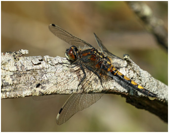 Leucorrhinia pectoralis femelle