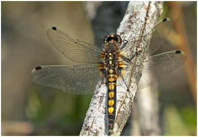 Leucorrhinia pectoralis femelle