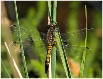 Leucorrhinia pectoralis femelle