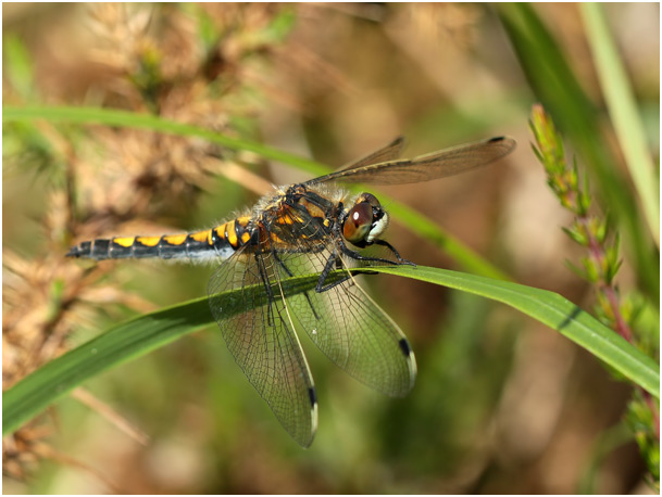 Leucorrhinia pectoralis femelle mature