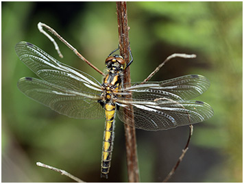 Leucorrhinia pectoralis femelle émergente