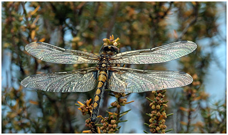 Leucorrhinia pectoralis femelle émergente