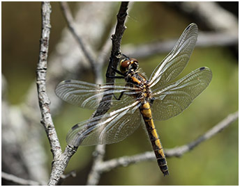 Leucorrhinia pectoralis femelle émergente