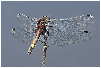 Leucorrhinia pectoralis mâle