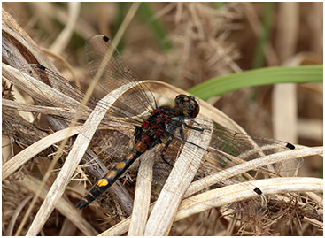 Leucorrhinia pectoralis mâle