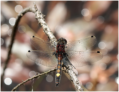 Leucorrhinia pectoralis mâle