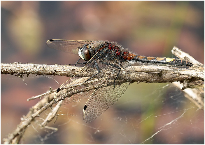 Leucorrhinia pectoralis mâle