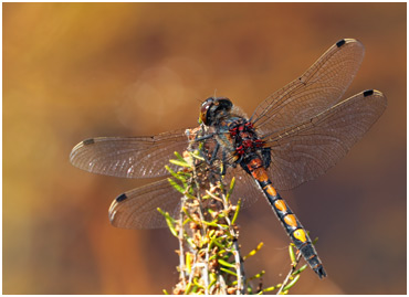 Leucorrhinia pectoralis mâle