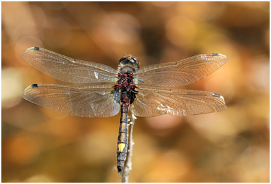 Leucorrhinia pectoralis mâle