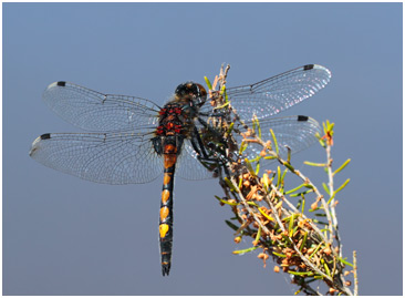 Leucorrhinia pectoralis mâle