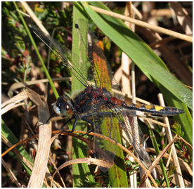 Leucorrhinia pectoralis mâle