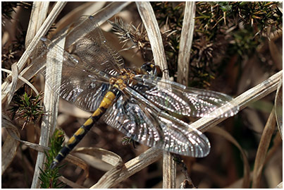 Leucorrhinia pectoralis mâle émergent