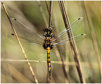 Leucorrhinia pectoralis mâle émergent