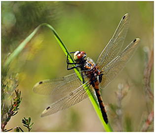 Leucorrhinia pectoralis mâle émergent