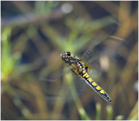 Leucorrhinia pectoralis ponte