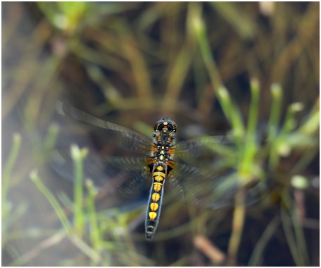 Leucorrhinia pectoralis ponte