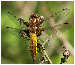 Libellule déprimée mâle immature