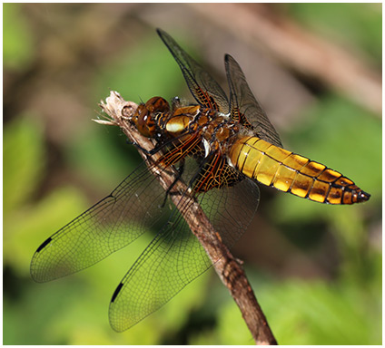 Libellula depressa mâle immature