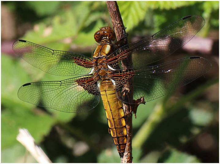 Libellula depressa mâle immature