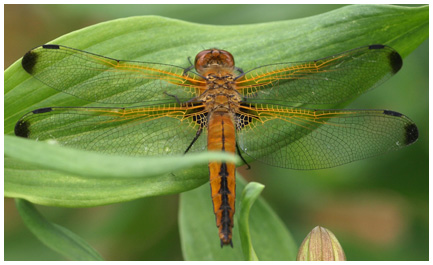 Libellula fulva femelle