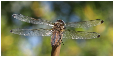 Libellula fulva femelle