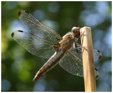 Libellula fulva femelle