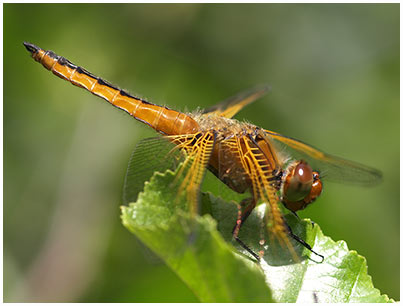 Libellula fulva mâle immature