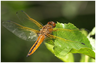 Libellula fulva mâle immature